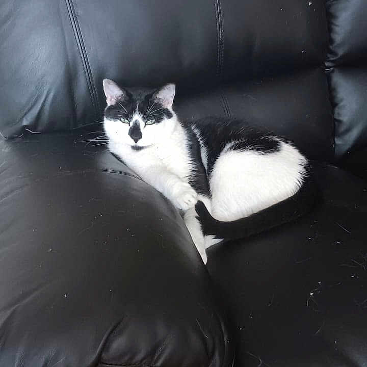 Cookie joined the competition — help win amazing prizes! animal, armchair, cat, chair, couch, cushion, furniture, homedecor, indoors, interiordesign, kitten, pet, pillow