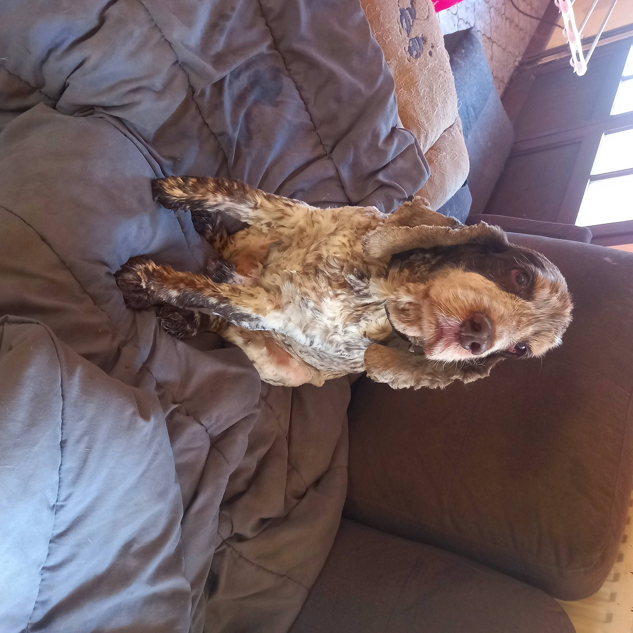 Ilton a rejoint le concours — aidez-le/la à gagner de superbes lots ! bird, bird_of_prey, canidae, carnivore, claw, comfort, companion_dog, dog, dog_breed, feather, felidae, fur, linens, small_to_medium_sized_cats, snout, spaniel, sporting_group, tail, whiskers, wing