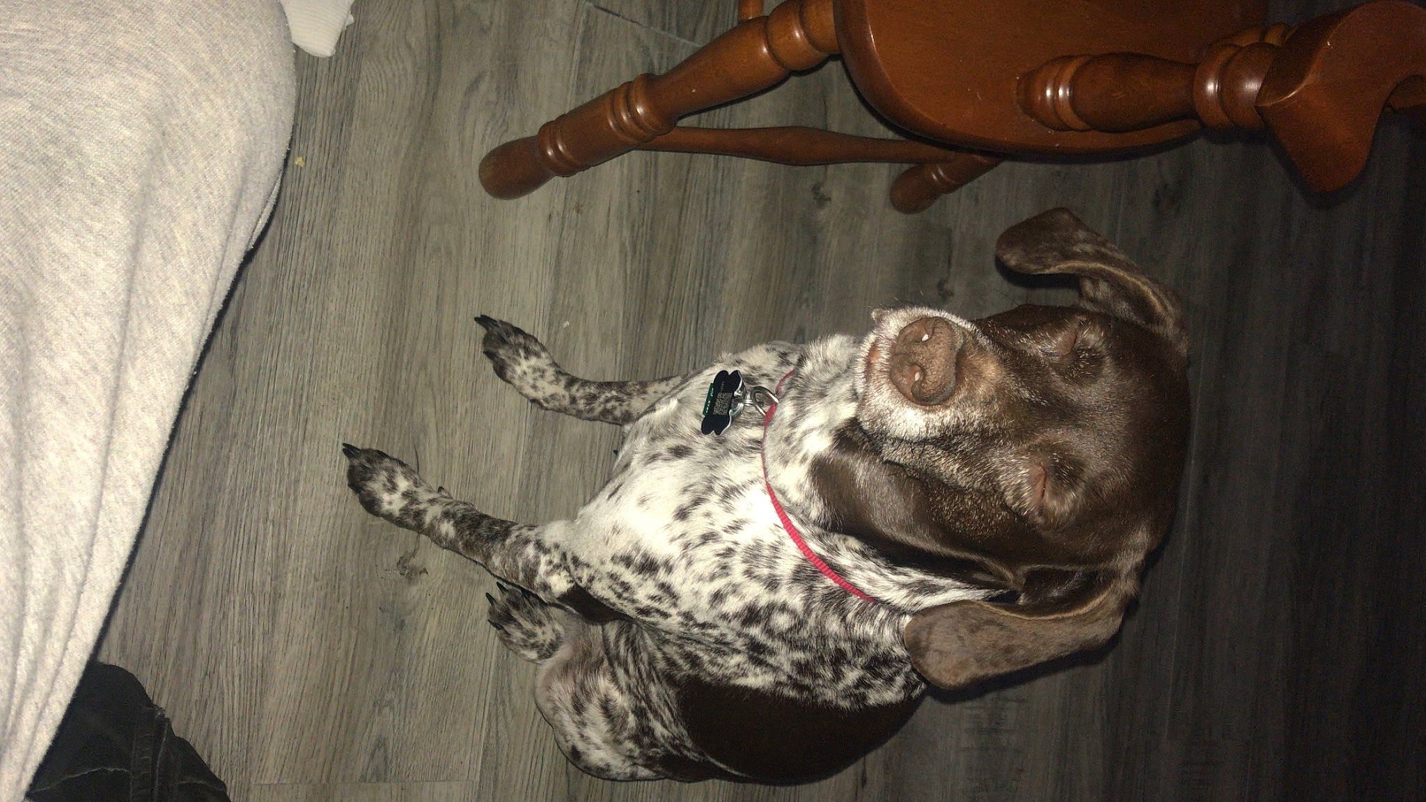 Lucy Lou Tinker joined the competition — help win amazing prizes! canidae, carnivore, collar, companion_dog, dog, dog_breed, dog_collar, fawn, guard_dog, hardwood, human_leg, jaw, military_camouflage, snout, sporting_group, tail, whiskers, wood, working_animal, wrist