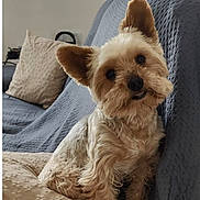Molly participe au concours pour gagner de l'argent avec cette photo : animal, beige_cushion, blanket, brown_fur, companion, couch, cozy, curious, cushion, cute, dog, domestic_pet, fluffy, furniture, head_tilt, indoor, living_room, perky_ears, pet, small_dog