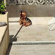 Moustique a rejoint le concours — aidez-le/la à gagner de superbes lots ! animal, daytime, decorative_tiles, dog, drying_rack, greenery, home, outdoor, patio, pet, plant, relaxed, shadow, sitting, small_dog, sunlight, sunny, tiles, wall, yorkshire_terrier