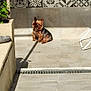 animal, daytime, decorative_tiles, dog, drying_rack, greenery, home, outdoor, patio, pet, plant, relaxed, shadow, sitting, small_dog, sunlight, sunny, tiles, wall, yorkshire_terrier