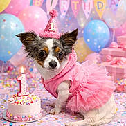 Vinny a rejoint le concours — aidez-le/la à gagner de superbes lots ! animal, balloons, birthday, cake, celebration, confetti, cute, decorations, dog, festive, first_birthday, gift_boxes, indoor, party, party_hat, pastel_colors, pet, pink_dress, small_dog, tutu