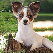 Vinny a rejoint le concours — aidez-le/la à gagner de superbes lots ! animal, cute, dog, ears, forest, fur, golden_hour, greenery, lake, nature, outdoor, pet, plants, portrait, relaxing, scenic, small_dog, sunset, tree_stump, water