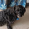 Mystic participe au concours pour gagner de l'argent avec cette photo : animal, black_dog, blue_curtain, canine, collar, companion, curtain, cute, dog, domestic, floor, flooring, fur, home, indoor, leaf_pattern, looking, pet, tag, tile_floor