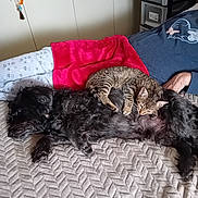Mystic participe au concours pour gagner de l'argent avec cette photo : animal_companions, bed, black_dog, blanket, cat, cozy, dog, furniture, furry_pet, human_hand, indoor, pajamas, paw, person, relaxation, resting, sleeping, snuggling, tabby_cat, textile_pattern