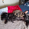 animal_companions, bed, black_dog, blanket, cat, cozy, dog, furniture, furry_pet, human_hand, indoor, pajamas, paw, person, relaxation, resting, sleeping, snuggling, tabby_cat, textile_pattern