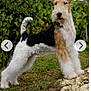 dog, wire_fox_terrier, animal, pet, outdoor, grass, rocks, fur, canine, alert, standing, nature, greenery, ears, tail, muzzle, whiskers, portrait, side_view, background