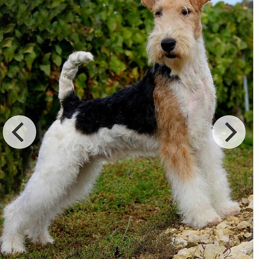 Masterman participe au concours pour gagner de l'argent avec cette photo : alert, animal, background, canine, dog, ears, fur, grass, greenery, muzzle, nature, outdoor, pet, portrait, rocks, side_view, standing, tail, whiskers, wire_fox_terrier