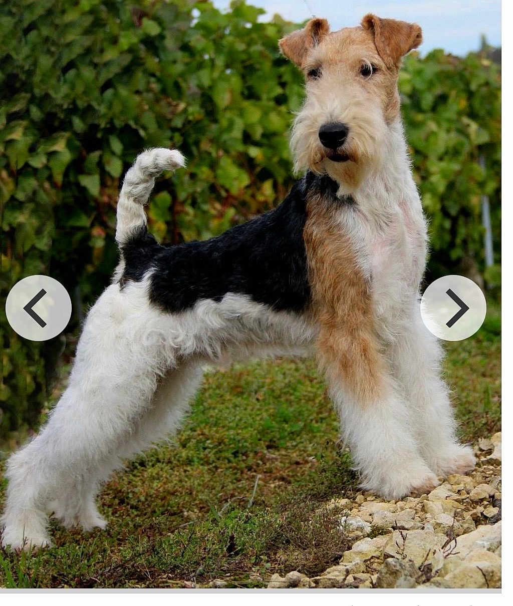 Masterman participe au concours pour gagner de l'argent avec cette photo : dog, wire_fox_terrier, animal, pet, outdoor, grass, rocks, fur, canine, alert, standing, nature, greenery, ears, tail, muzzle, whiskers, portrait, side_view, background