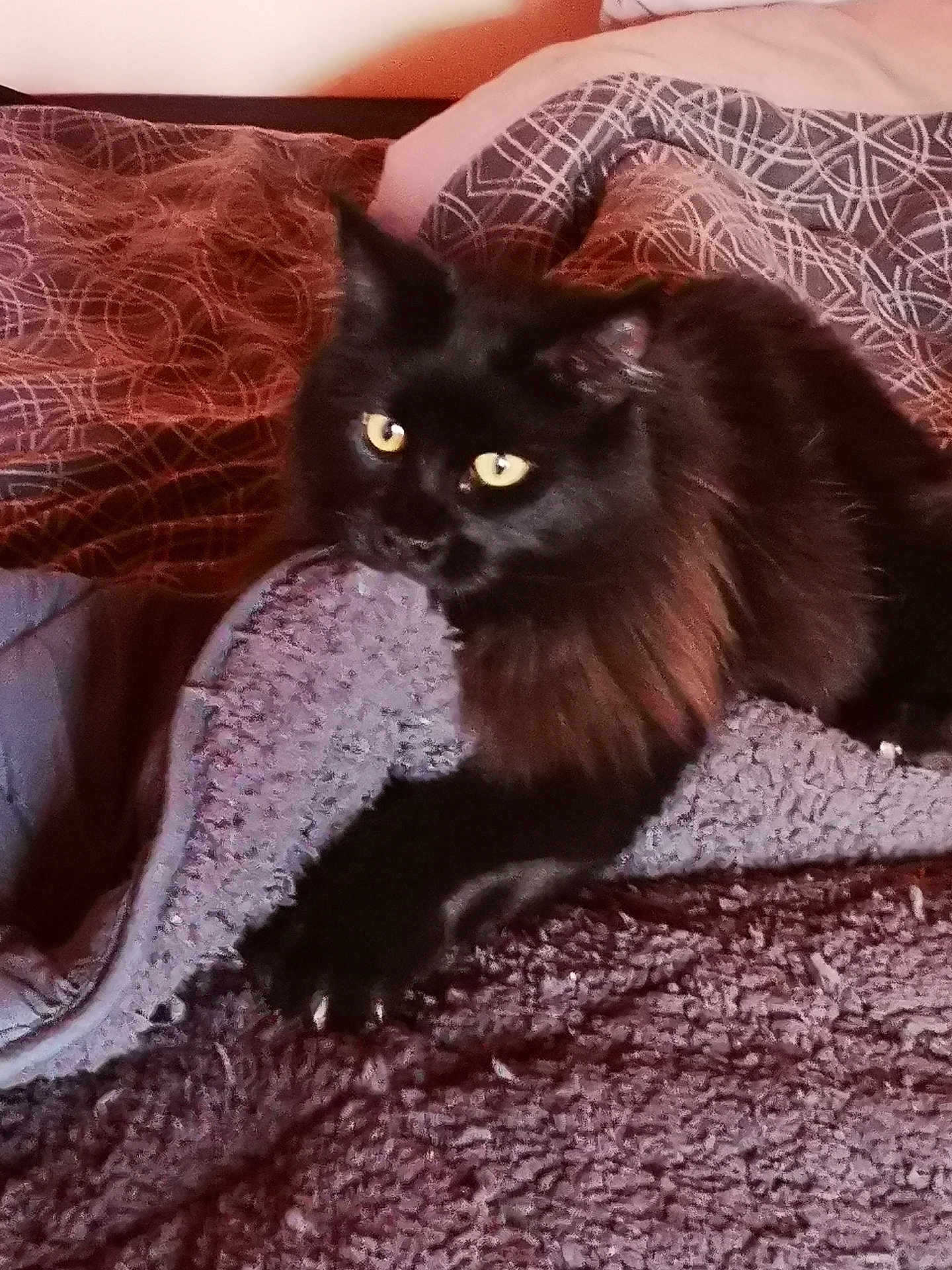 Venom participe au concours pour gagner de l'argent avec cette photo : cat, black_cat, pet, animal, feline, yellow_eyes, fluffy, bed, blanket, cozy, indoor, resting, fur, claws, pattern, textured, domestic, cute, relaxed, looking