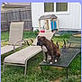 Thunder joined the competition — help win amazing prizes! dog, lounge_chair, backyard, grass, fence, playhouse, outdoor_furniture, metal_chair, house, pet, animal, brown_dog, white_chest, relaxing, summer, sunny, daytime, grass_lawn, garden, canine