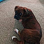 dog, brindle, carpet, indoor, pet, canine, looking_back, brown, white_paws, floor, furniture, couch, domestic, animal, laying_down, ears, tail, home, cute, companion