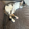 Severus participe au concours pour gagner de l'argent avec cette photo : cat, sleeping, couch, furniture, indoor, pet, fur, resting, tabby, white, paw, relaxing, cozy, animal, domestic, cute, whiskers, ears, quiet, nap