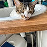 Severus participe au concours pour gagner de l'argent avec cette photo : cat, tabby, sink, bathroom, wooden_counter, curious, resting, face, white_fur, yellow_eyes, domestic_animal, indoor, pet, plumbing, household_items, tile_floor, drain, faucet, relaxed, closeup