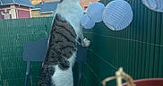 Severus participe au concours pour gagner de l'argent avec cette photo : cat, chair, fence, lanterns, outdoor, sky, plant_pot, table, building, rooftop, curious, pet, animal, daytime, domestic_cat, white, brown, green, blue_sky, sunlight