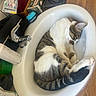 Severus a rejoint le concours — aidez-le/la à gagner de superbes lots ! animal, bathroom, cat, container, curled_up, cute, domestic, fur, household, pet, relaxed, resting, sink, sleeping, striped, tabby, toothbrush, towel, white, wooden_floor