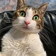 Xavier a rejoint le concours — aidez-le/la à gagner de superbes lots ! cat, green_eyes, pink_nose, whiskers, fur, close_up, portrait, curious, indoor, leather, black_leather, seated, animal, pet, tabby, white_fur, brown_fur, face, ears, background