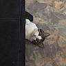 cat, curious, peeking, fabric, floor, tabby, white_fur, wide_eyes, head_tilt, indoor, pet, animal, playful, cute, whiskers, ears, stitching, texture, shadow, closeup