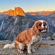 Vague joined the competition — help win amazing prizes! dog, cavalier_king_charles_spaniel, rock, mountain, valley, sunset, nature, outdoor, pet, landscape, scenic, sky, fur, animal, countryside, wildlife, canine, majestic, travel, adventure