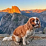 dog, cavalier_king_charles_spaniel, rock, mountain, valley, sunset, nature, outdoor, pet, landscape, scenic, sky, fur, animal, countryside, wildlife, canine, majestic, travel, adventure