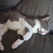 Lucky a rejoint le concours — aidez-le/la à gagner de superbes lots ! animal, cat, couch, cozy, cute, domestic_animal, fur, furniture, gray, indoor, kitten, nap, paw, pet, pink_nose, relaxed, resting, sleeping, whiskers, white