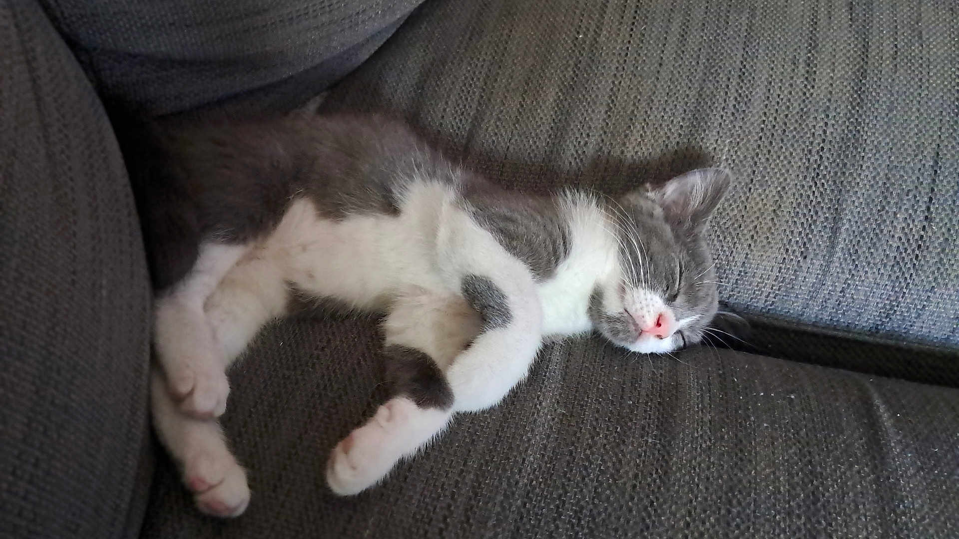 Lucky a rejoint le concours — aidez-le/la à gagner de superbes lots ! animal, cat, couch, cozy, cute, domestic_animal, fur, furniture, gray, indoor, kitten, nap, paw, pet, pink_nose, relaxed, resting, sleeping, whiskers, white