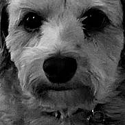 Chrissy Snow joined the competition — help win amazing prizes! animal, black_and_white, canine, close_up, collar, cute, dog, ears, expression, face, friendly, fur, indoors, looking_at_camera, muzzle, nose, pet, portrait, scruffy, whiskers
