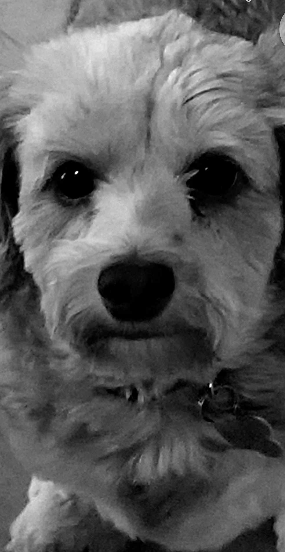 Chrissy Snow joined the competition — help win amazing prizes! animal, black_and_white, canine, close_up, collar, cute, dog, ears, expression, face, friendly, fur, indoors, looking_at_camera, muzzle, nose, pet, portrait, scruffy, whiskers