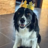 Dady participe au concours pour gagner de l'argent avec cette photo : dog, border_collie, black_and_white, crown, royal, portrait, sitting, indoor, floor, tile, wood, background, pet, animal, canine, fluffy, long_hair, open_mouth, smiling, photography