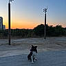 dog, border_collie, black_and_white, sitting, outdoor, sunset, sunrise, sky, windmill, sculpture, pavement, road, shrubs, vegetation, landscape, twilight, silhouette, building, rural, portrait