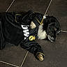 Dady a rejoint le concours — aidez-le/la à gagner de superbes lots ! dog, black_and_white_dog, pet, animal, sports_jacket, costume, clothing, mascot, lying_down, indoor, tiled_floor, portrait, photograph, phone_screen, gallery_interface, black_clothing, white_chest, collar, dramatic_pose, cute