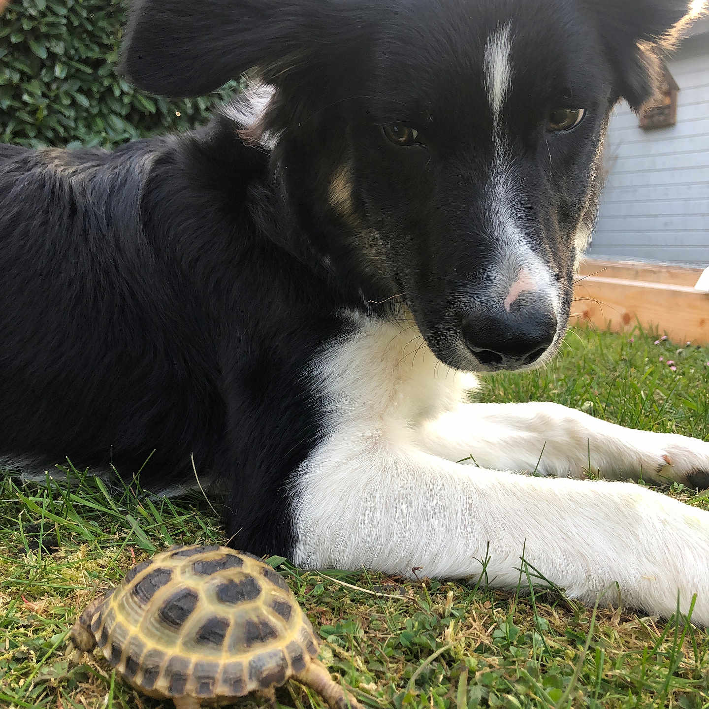 Dady a rejoint le concours — aidez-le/la à gagner de superbes lots ! dog, tortoise, black_and_white, floppy_ears, long_fur, white_markings, animal, pet, garden, grass, outdoors, close_up, portrait, lying_down, relaxed, curious, turtle, shell, nature, friendship
