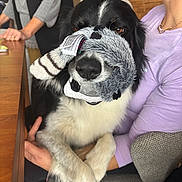Dady participe au concours pour gagner de l'argent avec cette photo : dog, pet, black_and_white, fluffy, long_hair, toy, stuffed_animal, fuzzy, indoor, portrait, close_up, sitting, being_held, people, hands, table, chair, home, funny, playful