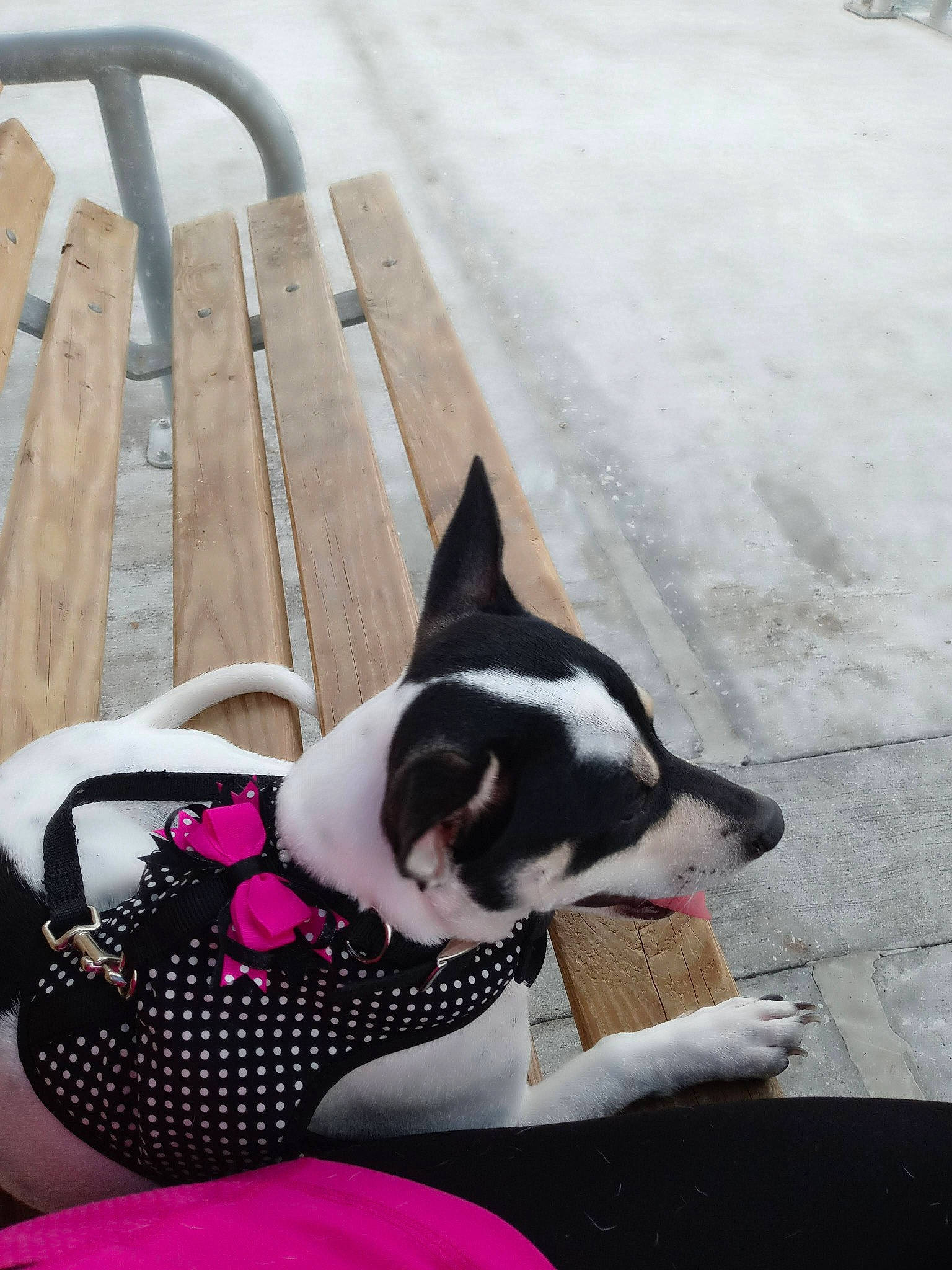 Luna joined the competition — help win amazing prizes! canidae, carmine, carnivore, comfort, companion_dog, dog, dog_breed, dog_supply, fawn, hardwood, mammal, outdoor_furniture, snout, sporting_group, tail, thigh, toy_dog, white, wood, working_animal