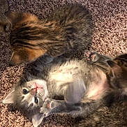 Honu is registered to the contest to win money with this photo: kitten, cat, playful, carpet, fur, cute, pet, animal, young, tabby, gray_cat, indoor, resting, cuddle, paw, whiskers, sleepy, feline, adorable, soft