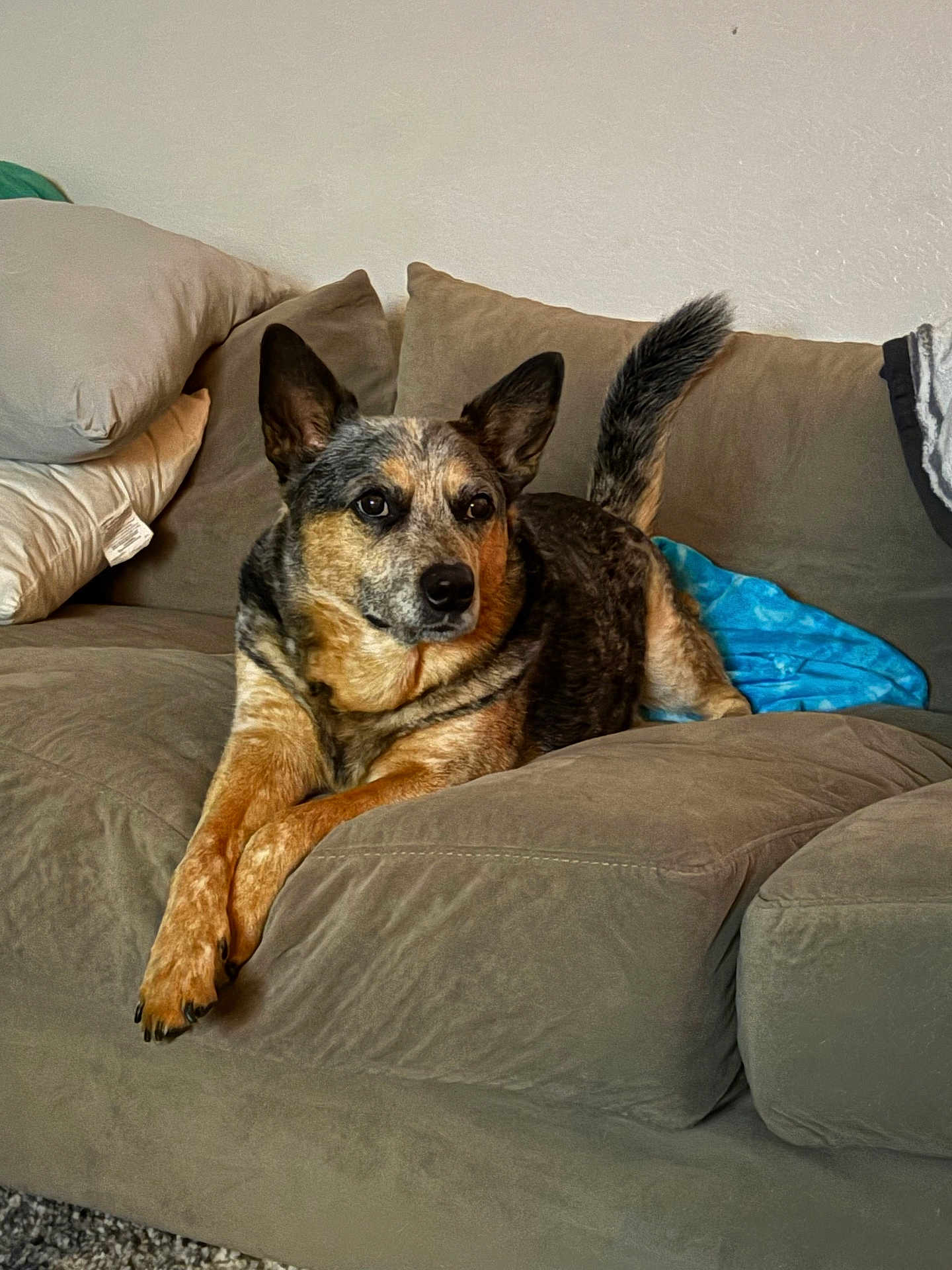 Bleu joined the competition — help win amazing prizes! dog, couch, living_room, pet, canine, fur, ears, tail, paws, relaxed, domestic_animal, indoor, blanket, furniture, comfort, resting, home, animal, mammal, attention