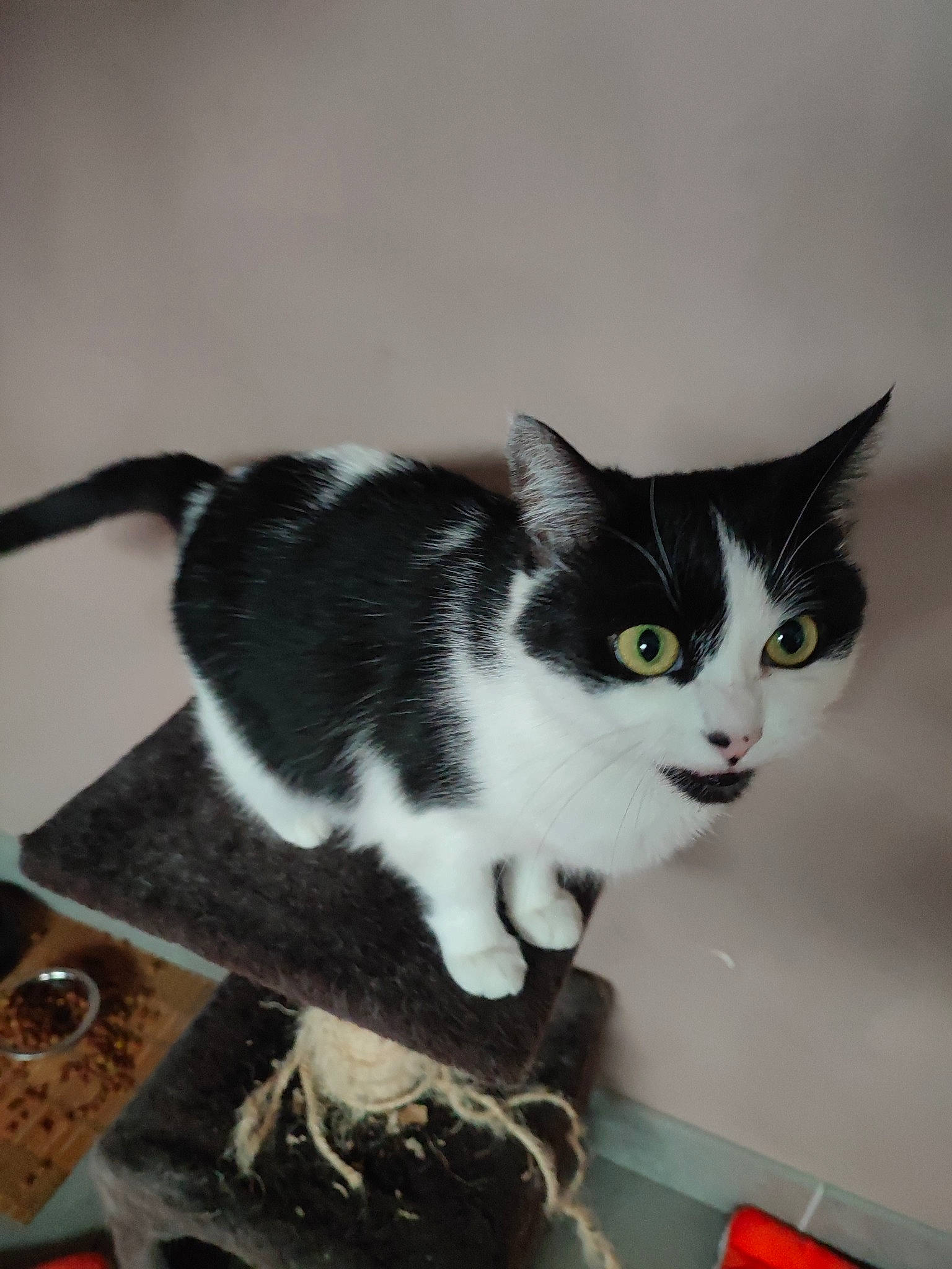 Comette participe au concours pour gagner de l'argent avec cette photo : box, carnivore, cat, domestic_short_haired_cat, felidae, fur, mammal, monochrome_photography, small_to_medium_sized_cats, tail, vertebrate, whiskers