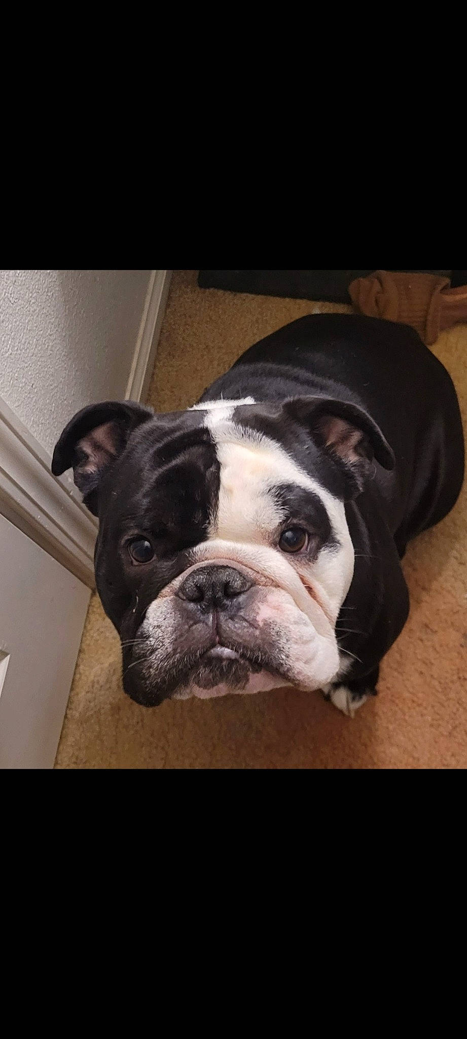 Chomp joined the competition — help win amazing prizes! bulldog, canidae, carnivore, comfort, companion_dog, dog, dog_breed, fawn, flooring, fur, natural_material, non_sporting_group, old_english_bulldog, photography, snout, sporting_group, terrestrial_animal, whiskers, working_animal, wrinkle