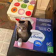 Lil Bit joined the competition — help win amazing prizes! cat, tabby_cat, cardboard_box, paw, curious, indoor, floor, ottoman, fruit_pattern, tile_floor, pets, pet_behavior, animal, feline, looking, box_play, household, cute, whiskers, wide_eyes