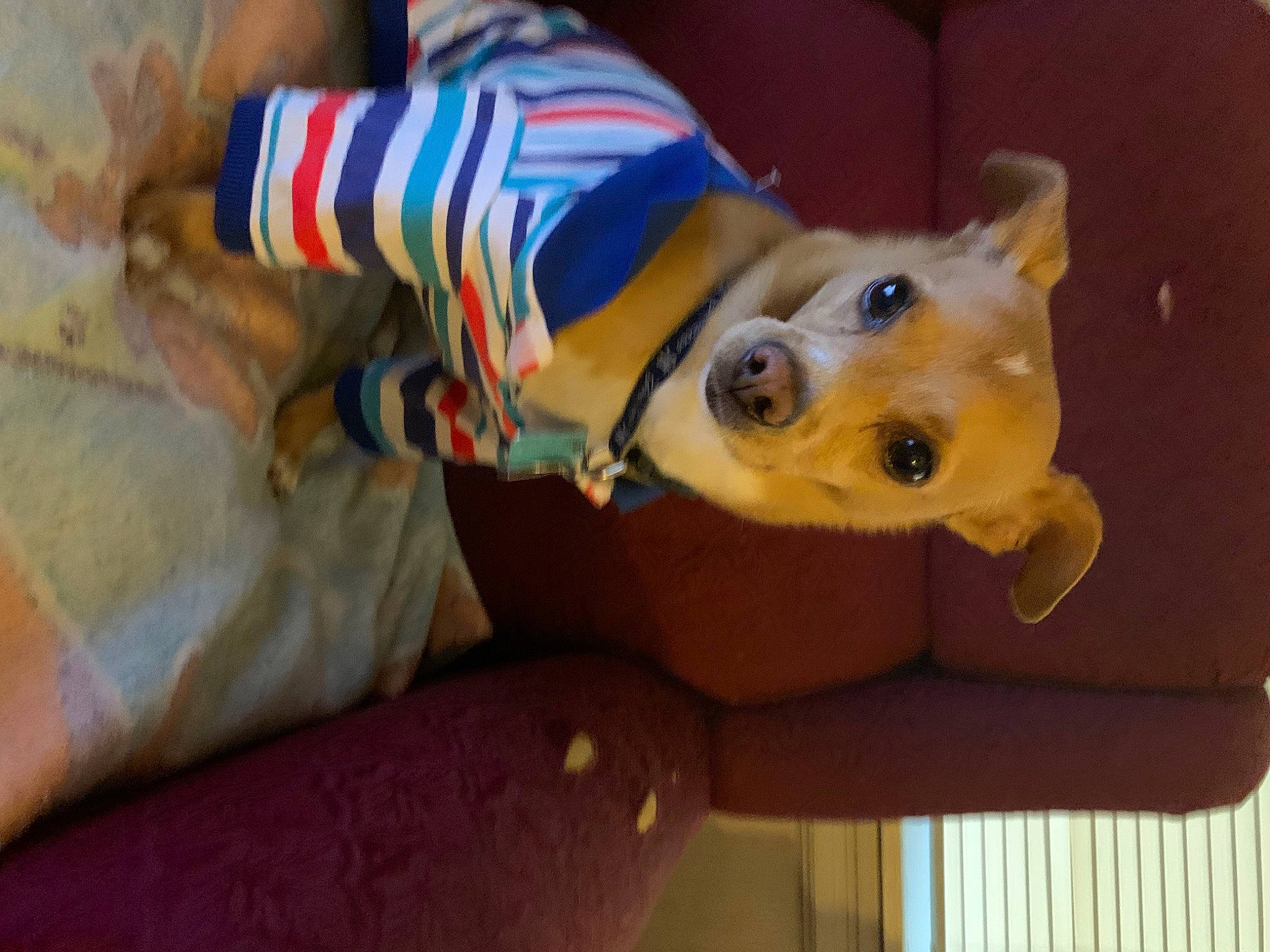 Peanut is registered to the contest to win money with this photo: canidae, carnivore, comfort, companion_dog, dog, dog_breed, dog_clothes, dog_supply, fawn, flooring, fur, non_sporting_group, party_hat, pet_supply, snout, sporting_group, tree, wood, working_animal