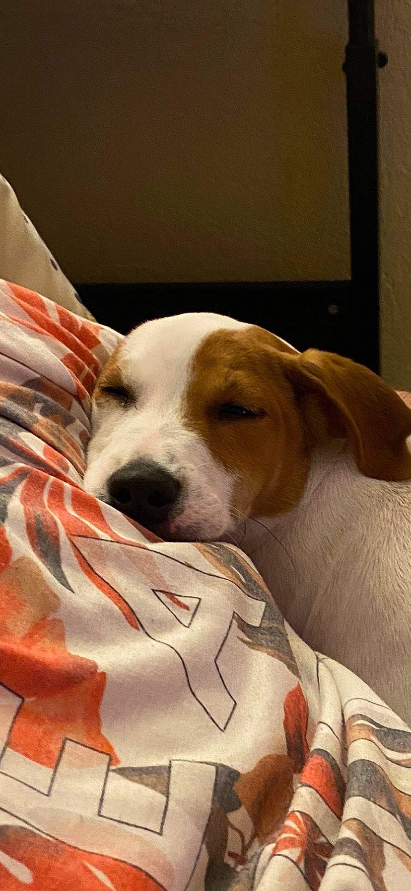 Dexter a rejoint le concours — aidez-le/la à gagner de superbes lots ! beagle, canidae, carnivore, collar, comfort, companion_dog, dog, dog_breed, dog_supply, fawn, fur, non_sporting_group, paw, pointer, puppy_love, scent_hound, snout, sporting_group, whiskers, working_animal