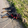 Aïka participe au concours pour gagner de l'argent avec cette photo : animal, black_dog, canine, daylight, dog, grass, grass_edge, happy, harness, leash, nature, outdoor, pavement, pet, playful, resting, sidewalk, sunlight, tongue_out, walking
