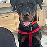 Aïka a rejoint le concours — aidez-le/la à gagner de superbes lots ! animal, black_and_brown, canine, cat_tree, cute, dog, domestic, floor, friendly, furniture, indoor, living_room, pet, red_harness, rottweiler, sitting, smiling, tongue_out, wooden_cabinet, young_dog