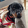 animal, blanket, canine, collar, comfortable, couch, cozy, dog, domestic, ears, face, fur, home, indoor, looking, pet, relaxed, resting, rottweiler, snuggling