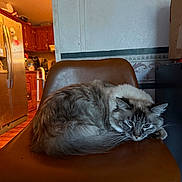 Precious is registered to the contest to win money with this photo: cat, fluffy, long_hair, blue_eyes, gray_fur, white_fur, pet, animal, sitting, curled_up, relaxed, grumpy_expression, whiskers, ears, tail, leather_chair, indoor, kitchen, home, portrait
