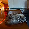 cat, fluffy, long_hair, blue_eyes, gray_fur, white_fur, pet, animal, sitting, curled_up, relaxed, grumpy_expression, whiskers, ears, tail, leather_chair, indoor, kitchen, home, portrait