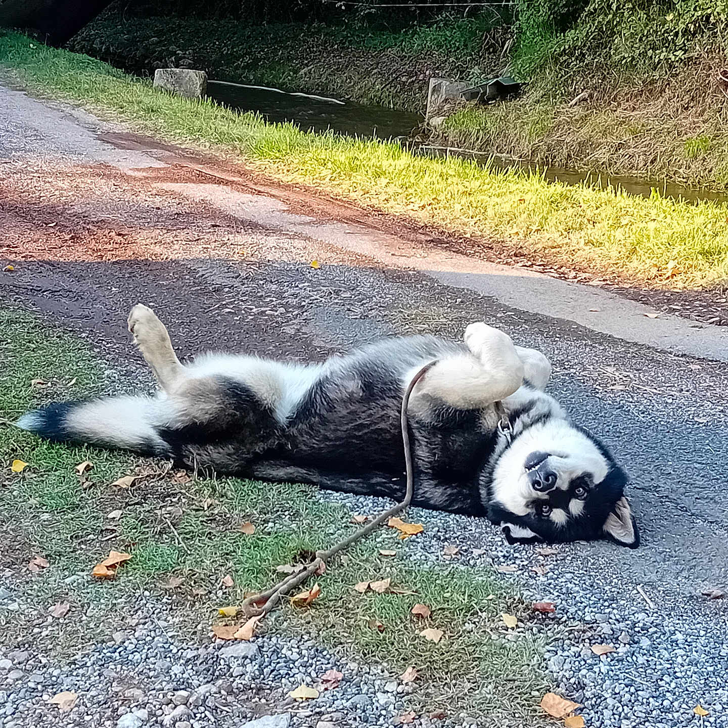 Tit Gaÿ participe au concours pour gagner de l'argent avec cette photo : animal, bear, canine, city, dog, fox, grass, gravel, husky, outdoors, path, pet, plant, road, skunk, soil, street, tarmac, urban, walkway