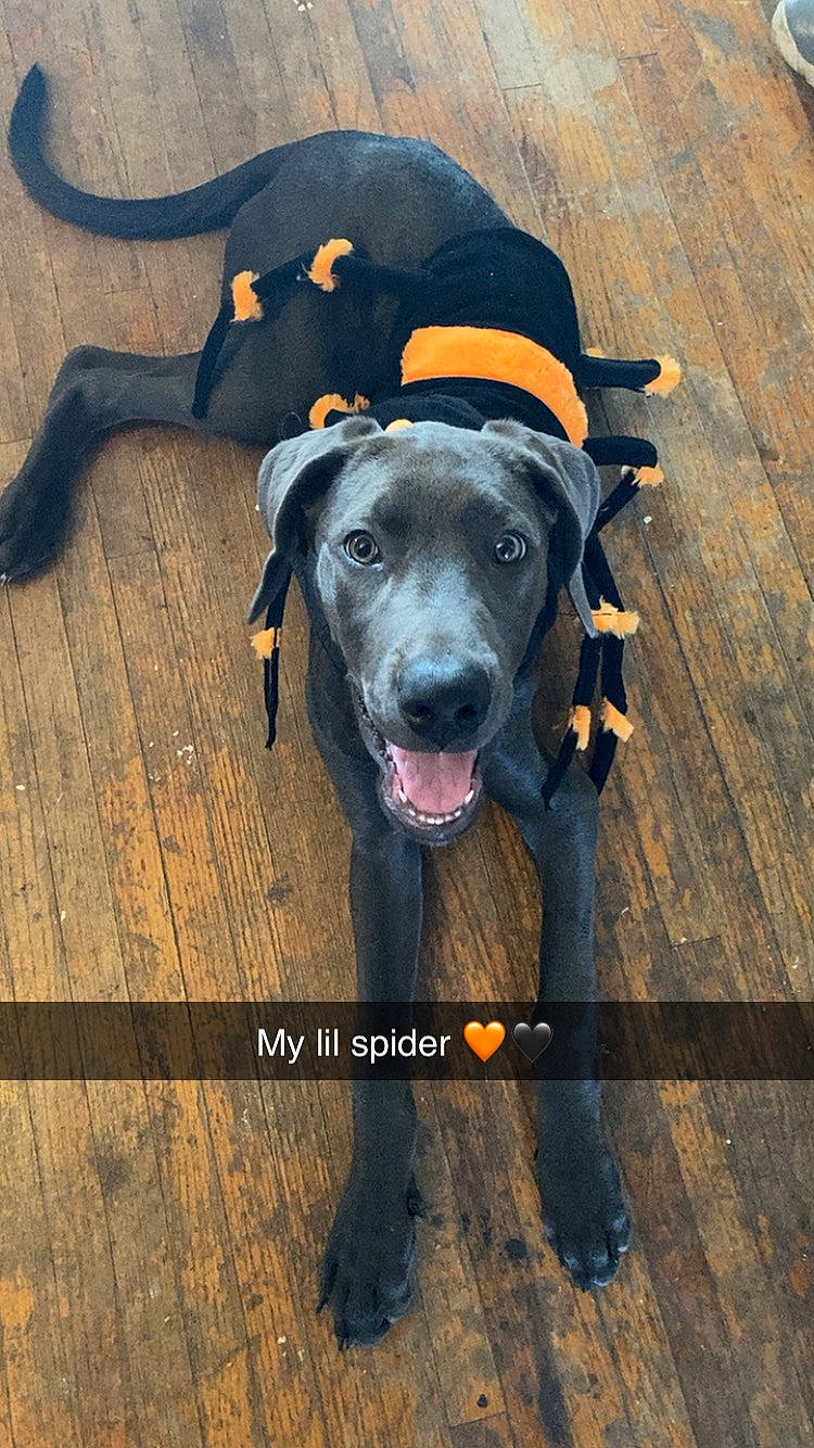 Symo?e is registered to the contest to win money with this photo: borador, canidae, carnivore, companion_dog, dog, dog_breed, dog_supply, electric_blue, fawn, flooring, guard_dog, hardwood, hat, hunting_dog, non_sporting_group, plank, wood, wood_flooring, working_animal, working_dog