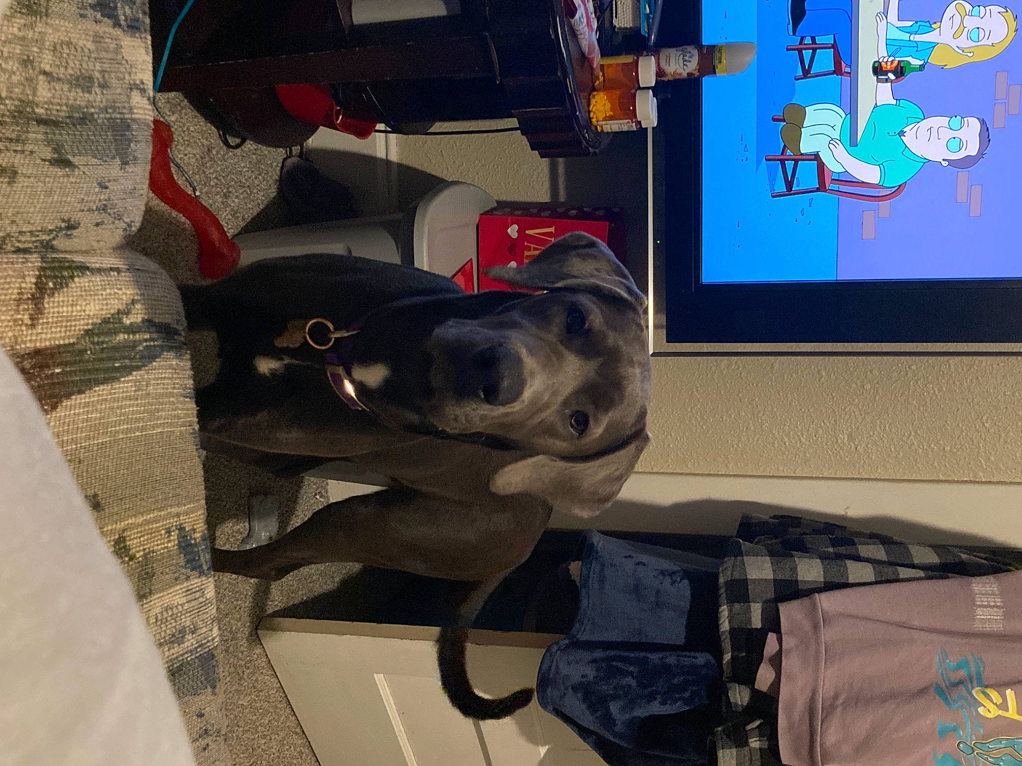 Symo?e joined the competition — help win amazing prizes! auto_part, automotive_tire, carnivore, comfort, companion_dog, display_device, dog, dog_breed, fictional_character, flat_panel_display, gadget, led_backlit_lcd_display, machine, multimedia, output_device, personal_protective_equipment, room, television_set, vehicle_door, working_animal